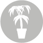 Growing is legal with limitations Growing is legal with limitations